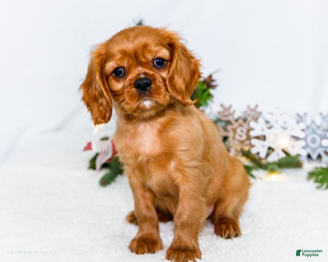 Cavalier King Charles Spaniel dogs for sale: Gingersnap - Ad 1