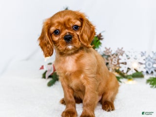 Cavalier King Charles Spaniel dogs Gingersnap - Ad 14