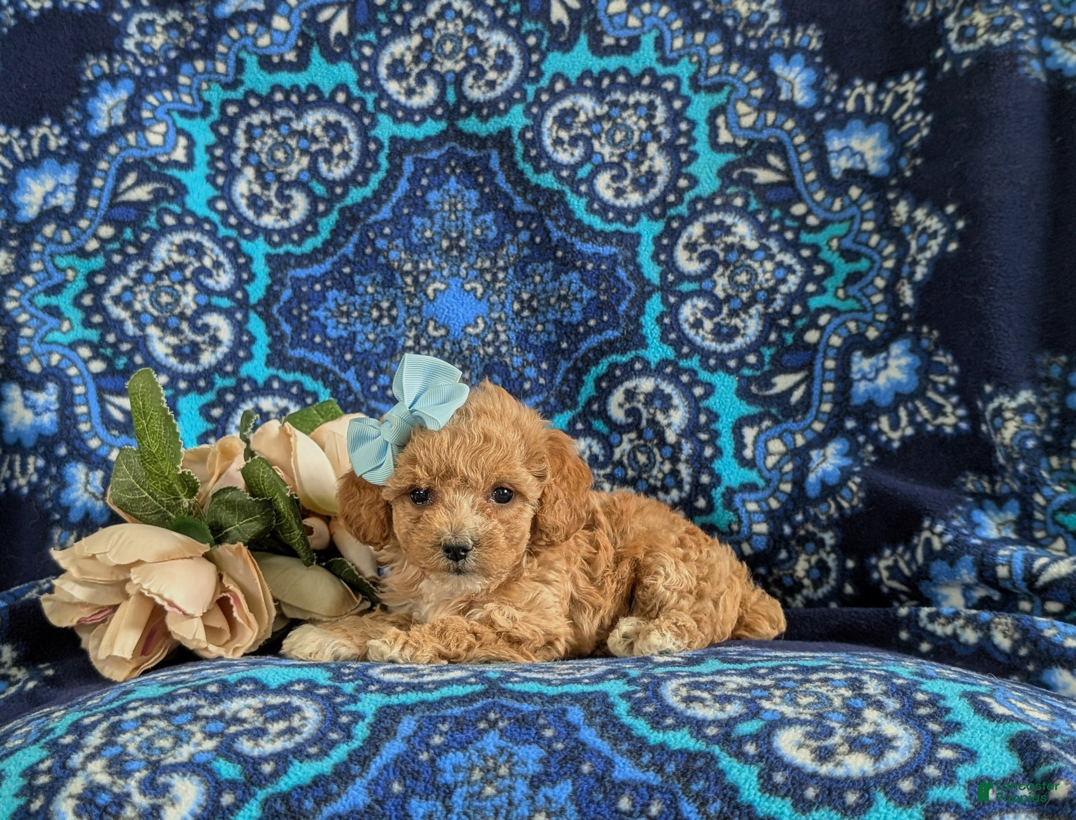 Bichpoo dogs for sale: Roxie 9 lbs Full grown - Ad 4