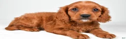 Mixed Breed dogs for sale: Brody - Ad 3