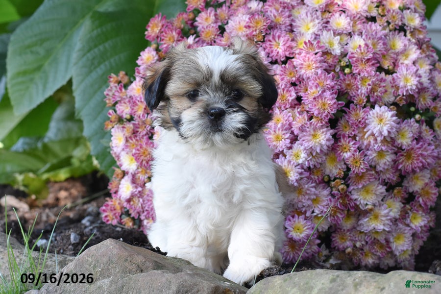 Shih Tzu dogs Bronx - Ad 1