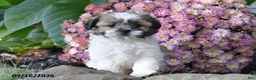 Shih Tzu dogs for sale: Bronx - Ad 1