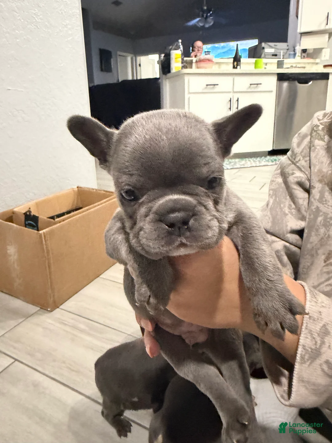French Bulldog dogs for sale: French Bulldog Puppy 3 - Ad 1