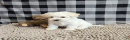 Bichon Frise dogs for sale: Lilly - Ad 7