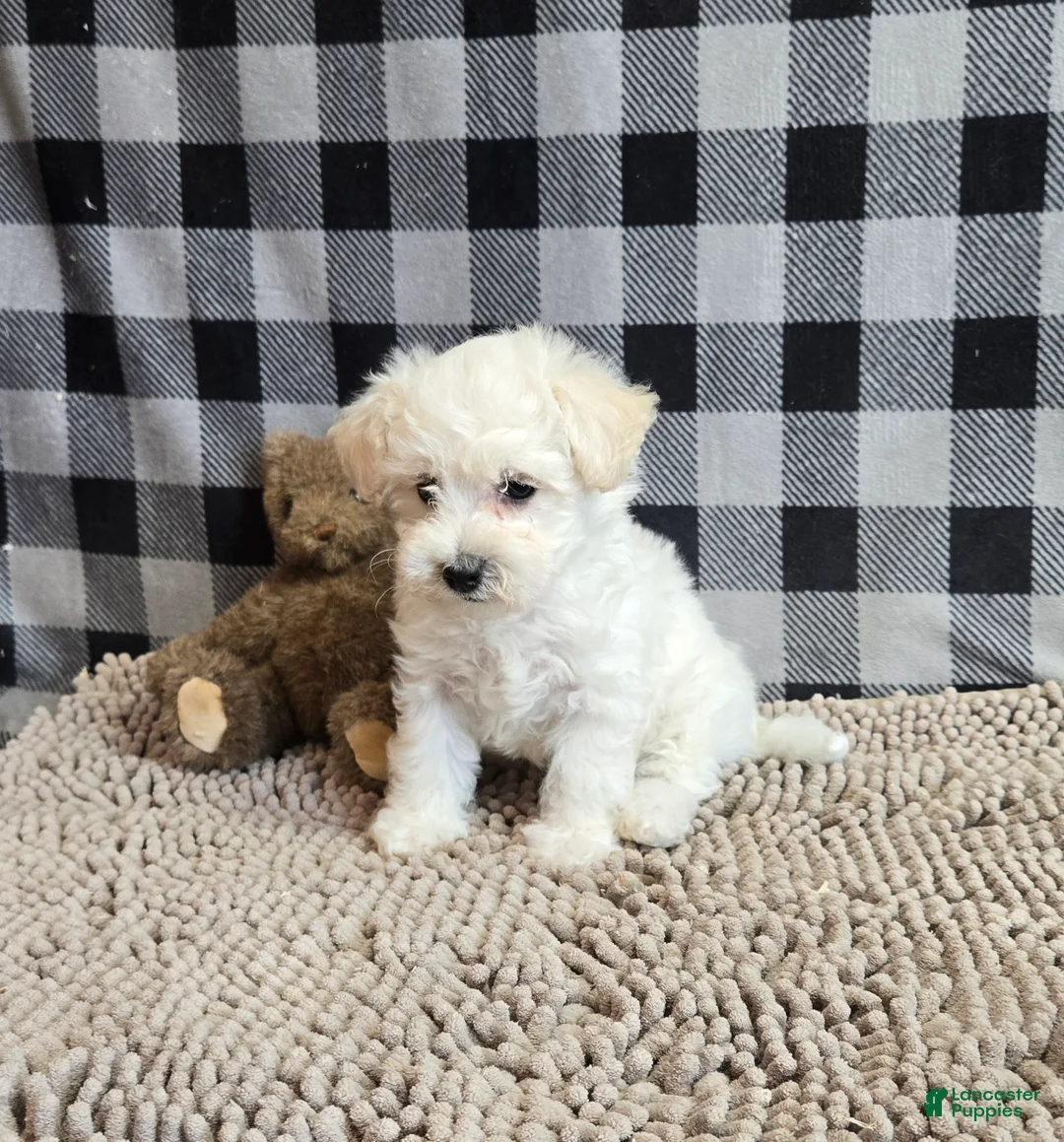 Bichon Frise dogs for sale: Lilly - Ad 7