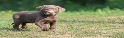 Labrador Retriever dogs for sale: Bailey  - Ad 1
