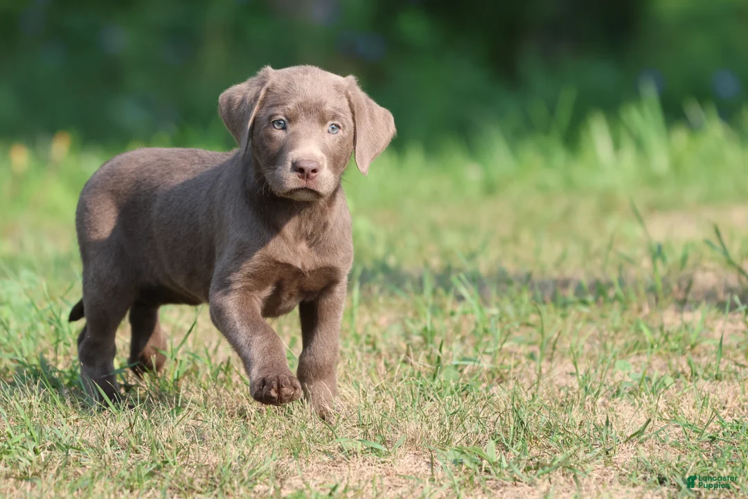 Labrador Retriever dogs for sale: Bailey  - Ad 1