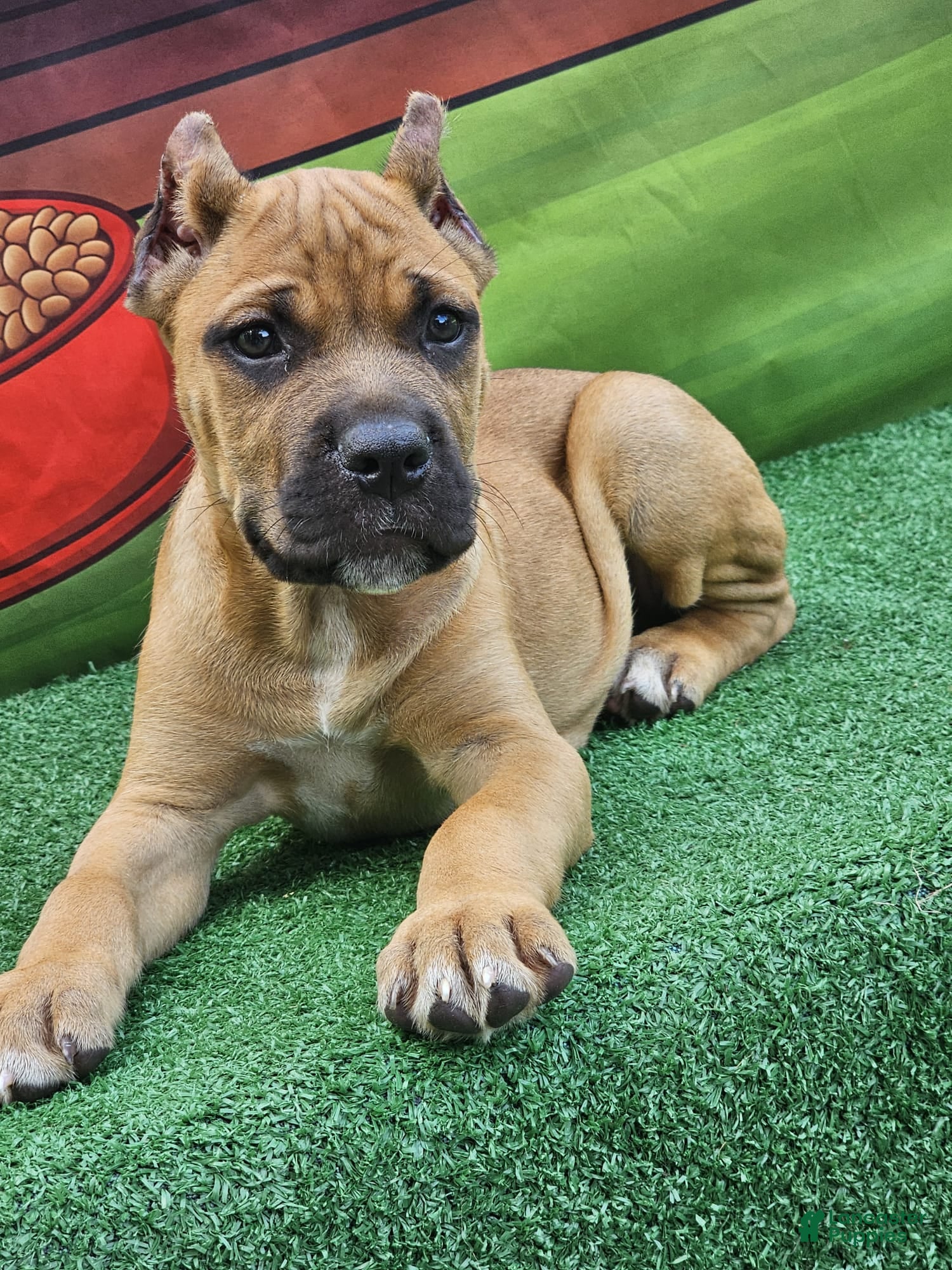 Cane Corso dogs BONNIE - Ad 2