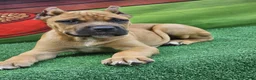 Cane Corso dogs for sale: BONNIE - Ad 4