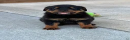 Rottweiler dogs for sale: Amber - Ad 3