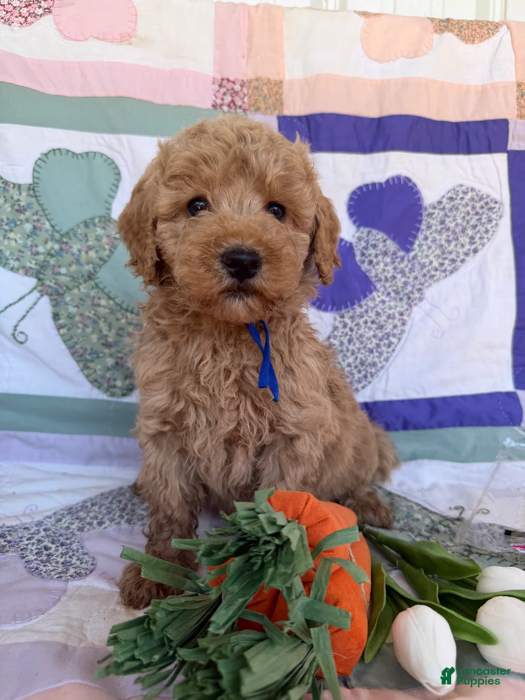 Mini Goldendoodle dogs for sale: Mini Goldendoodle Puppy 1 - Ad 1