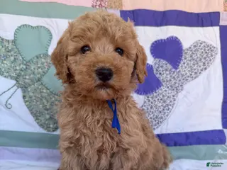 Mini Goldendoodle dogs Mini Goldendoodle Puppy 1 - Ad 20