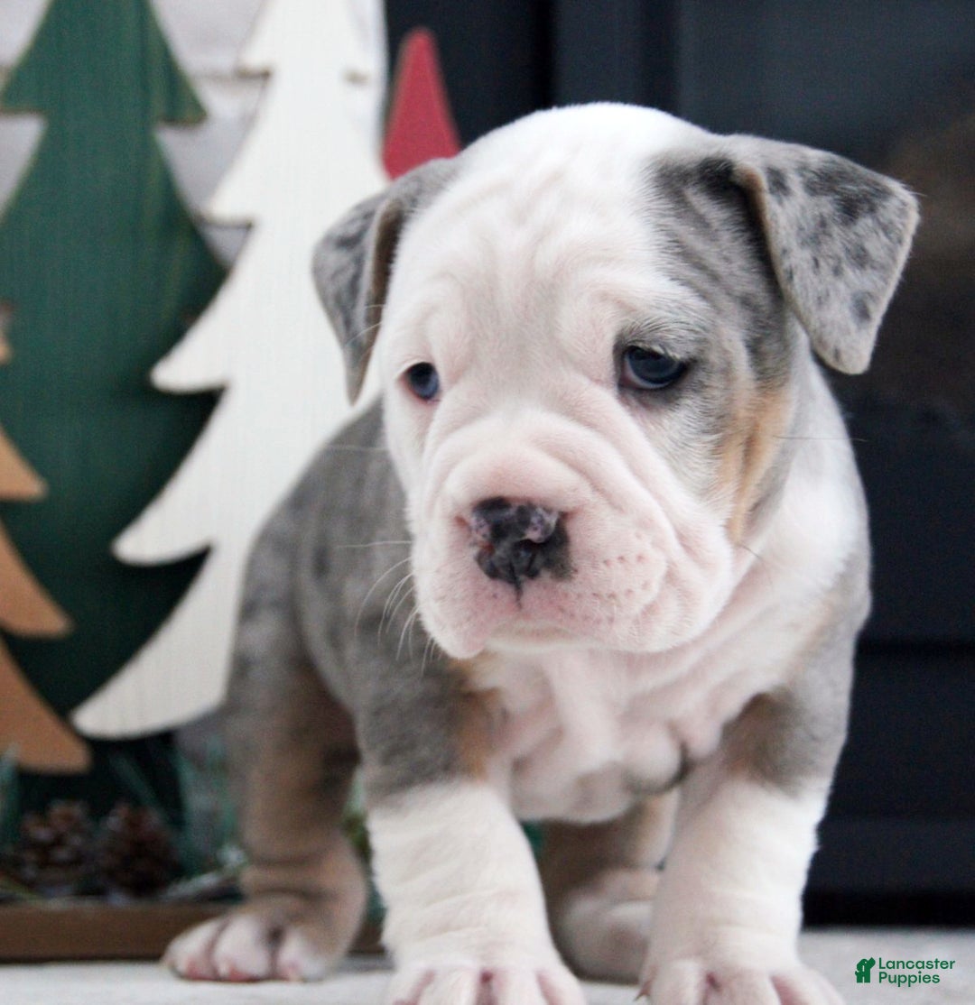 Olde English Bulldogge dogs for sale: Jingle Bells - Ad 2