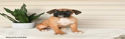 Boxer dogs for sale: Jasper - Ad 1