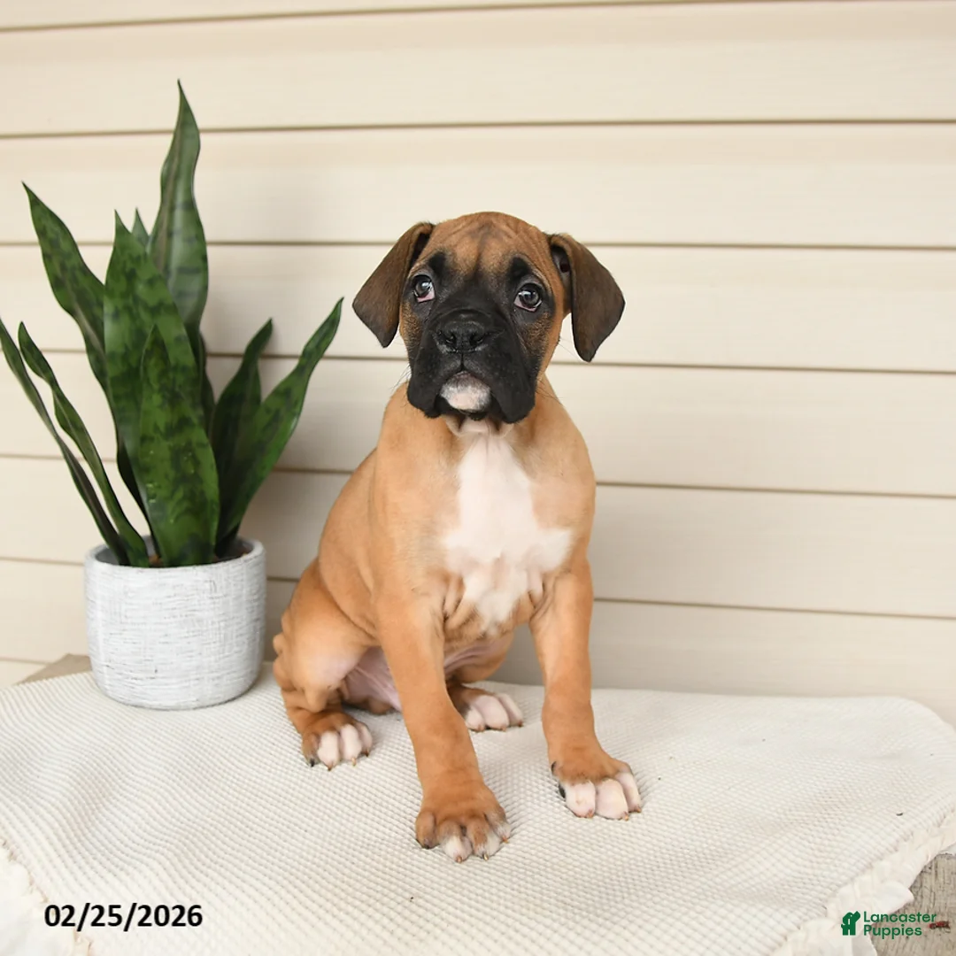 Boxer dogs for sale: Jasper - Ad 1