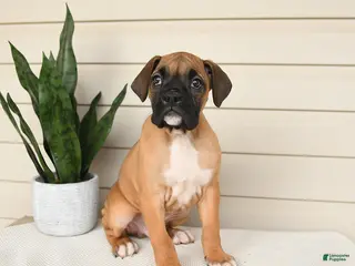 Boxer dogs for sale: Jasper - Ad 4