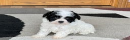 Havanese dogs for sale: Nathan - Ad 8