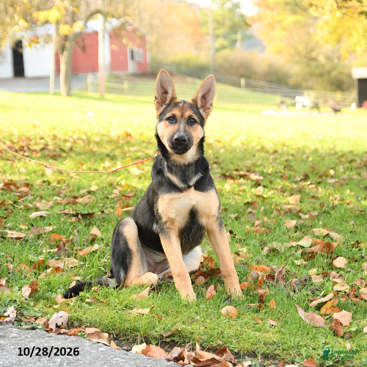 German Shepherd dogs for sale: Noelle - Ad 1