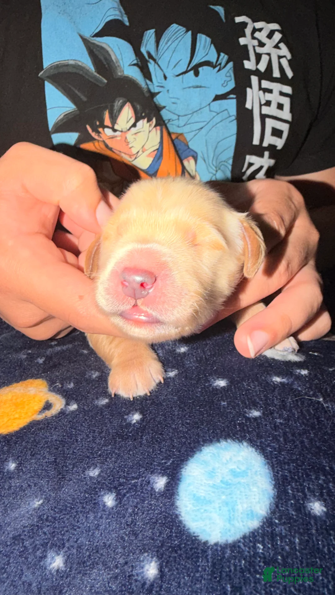 Golden Retriever dogs for sale: Light green  - Ad 1