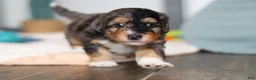 Mini Bernedoodle dogs for sale: Duke - Ad 6