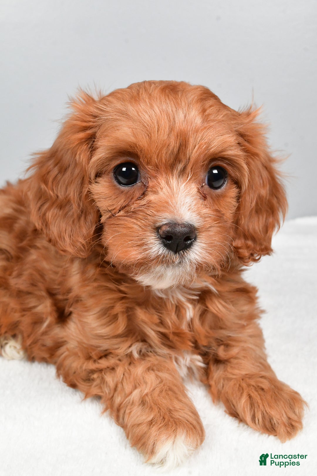 Cavapoo dogs for sale: Sasha - Ad 6
