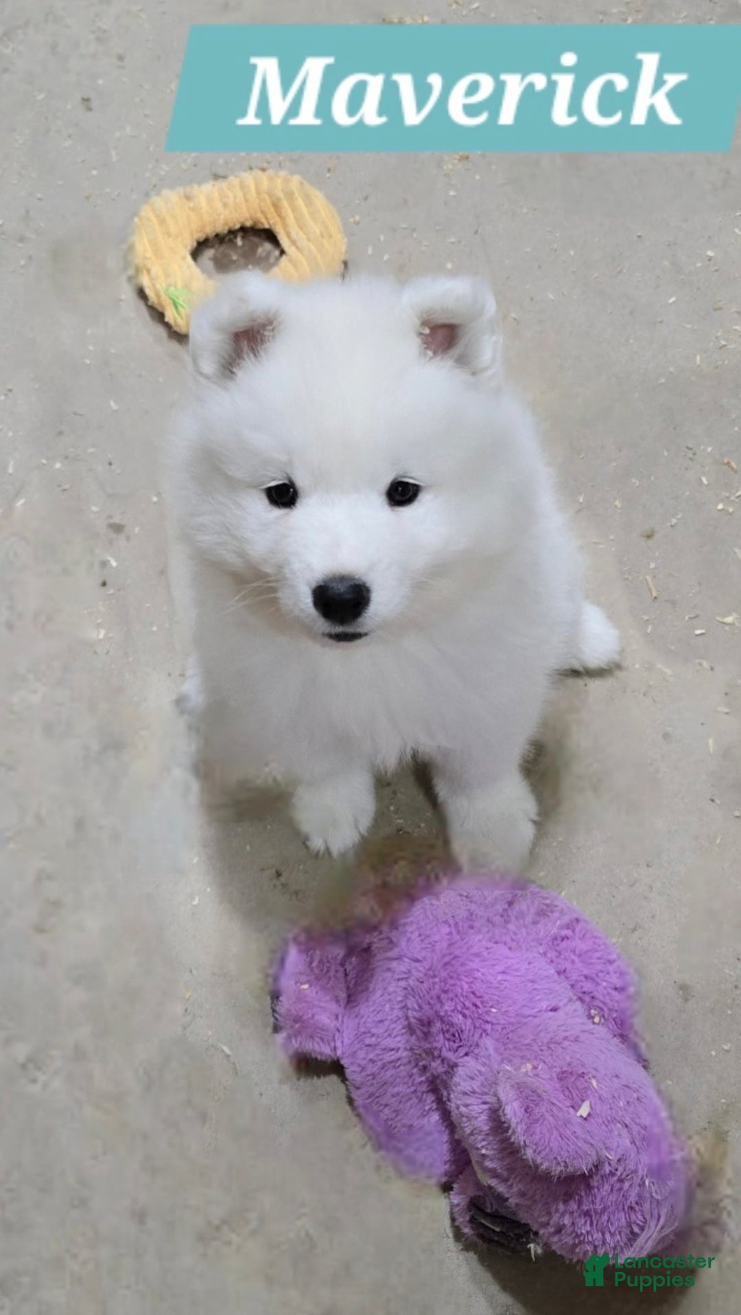 Samoyed dogs for sale: Lavie - Ad 2
