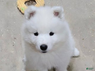 Samoyed dogs Lavie - Ad 6