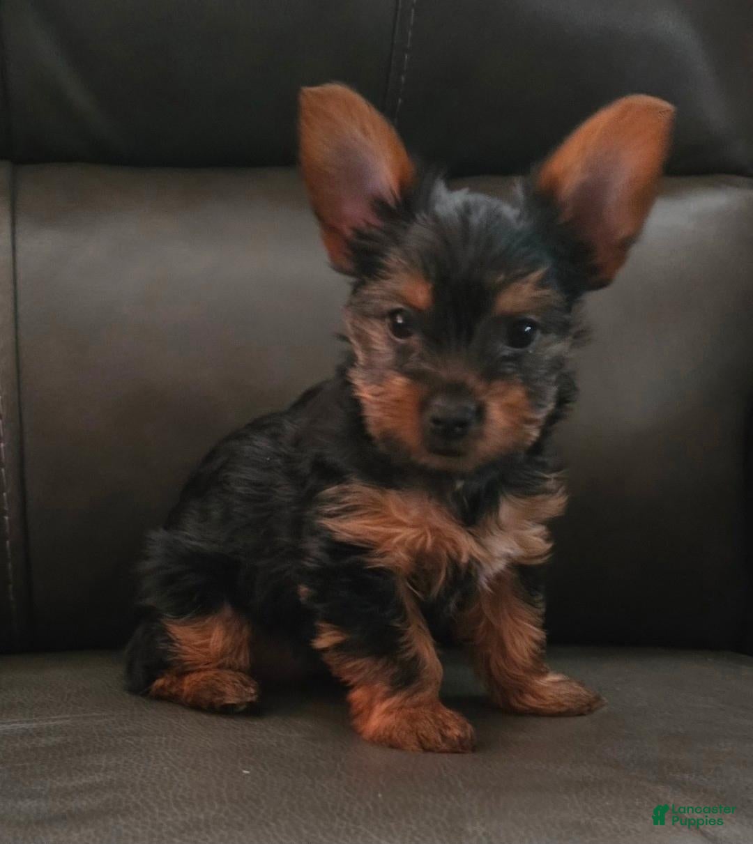 Yorkshire Terrier dogs for sale: Peanut - Ad 1