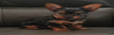 Peanut
