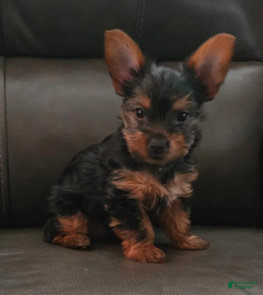 Yorkshire Terrier dogs for sale: Peanut - Ad 1