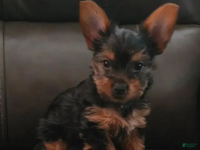 Yorkshire Terrier dogs Peanut - Ad 2