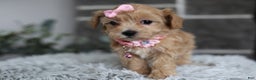 Maltipoo dogs for sale: Joy  - Ad 7