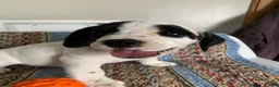 Beabull dogs for sale: Lexi - Ad 2