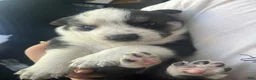 Gerberian Shepsky dogs for sale: Panda Bear - Ad 1