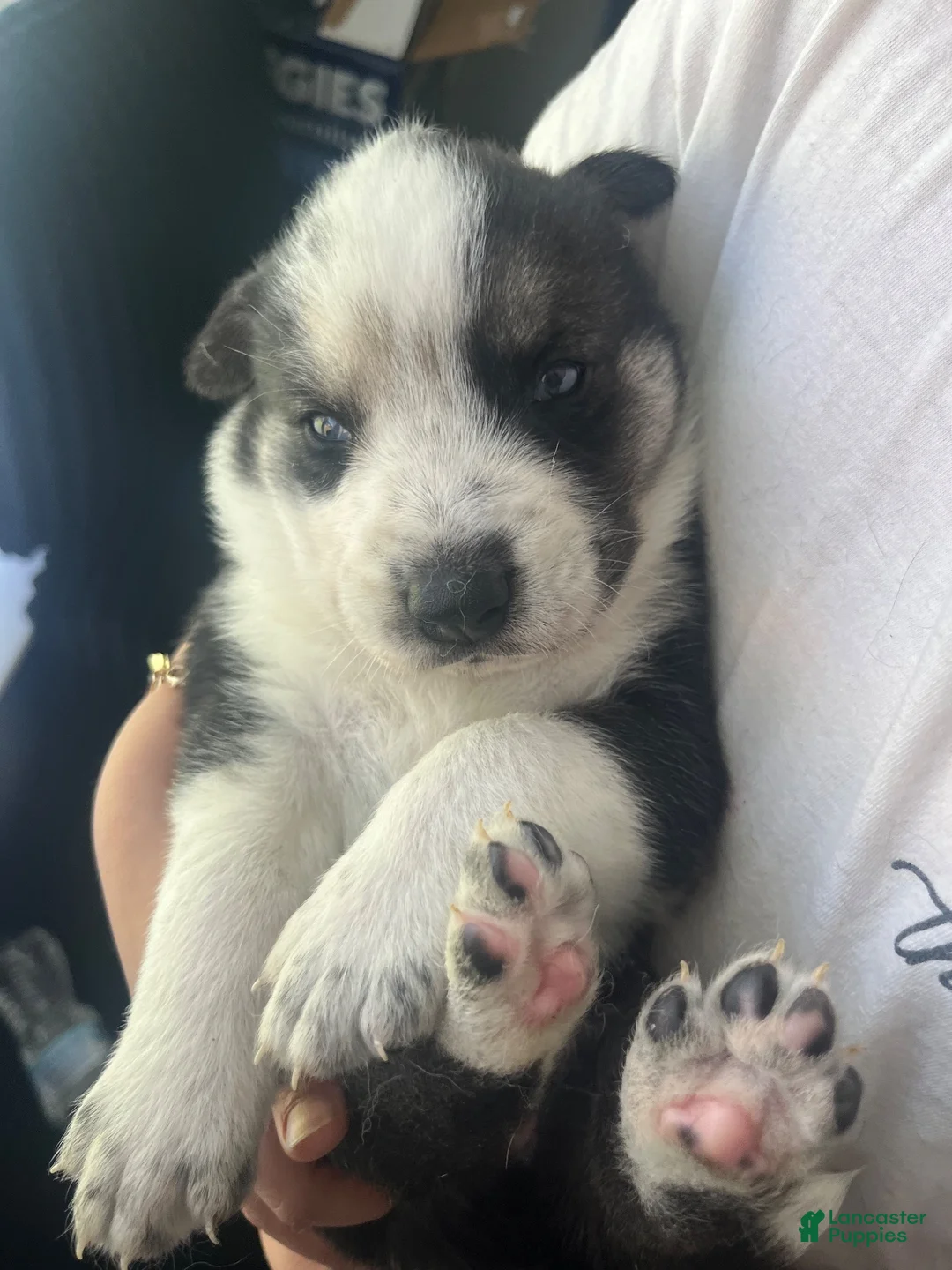 Gerberian Shepsky dogs for sale: Panda Bear - Ad 1