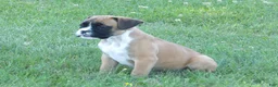 Boxer dogs for sale: Ace - Ad 3