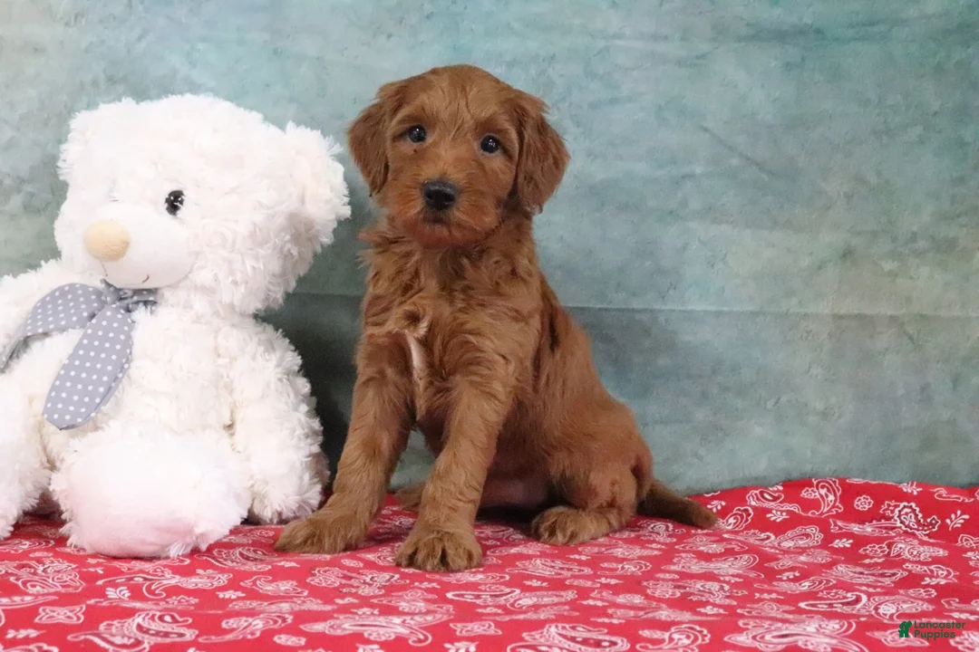 Mini Goldendoodle dogs for sale: Diane - Ad 2