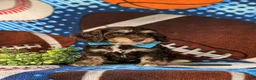Cockapoo dogs for sale: Admiral - Ad 4