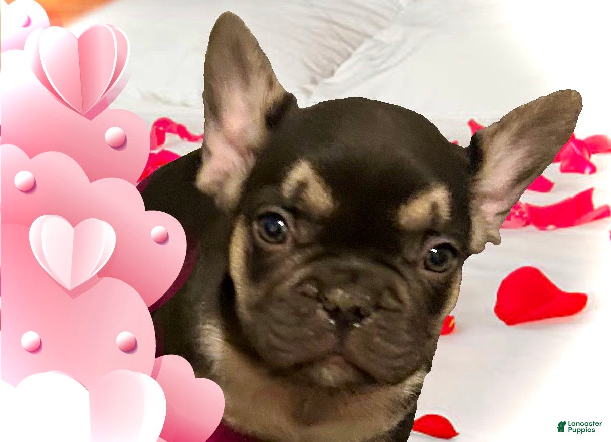 French Bulldog dogs Mercury  - Ad 1