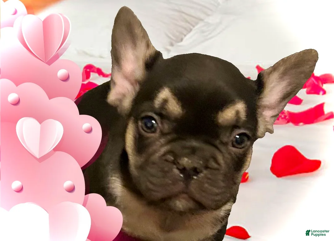 French Bulldog dogs for sale: Mercury  - Ad 1