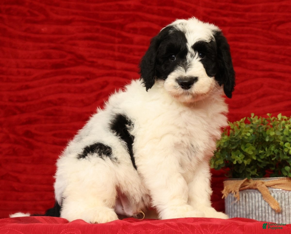 Sheepadoodle dogs for sale: Diesel - Ad 2