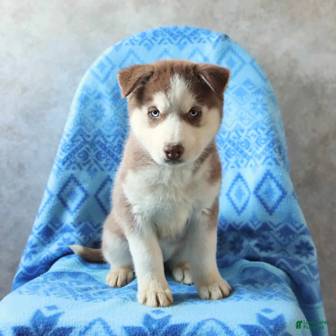 Siberian Husky dogs for sale: Tasha - Ad 2