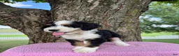 Bernedoodle dogs for sale: Honey - Ad 13