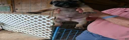 Cane Corso dogs for sale: Cane Corso 1 - Ad 2