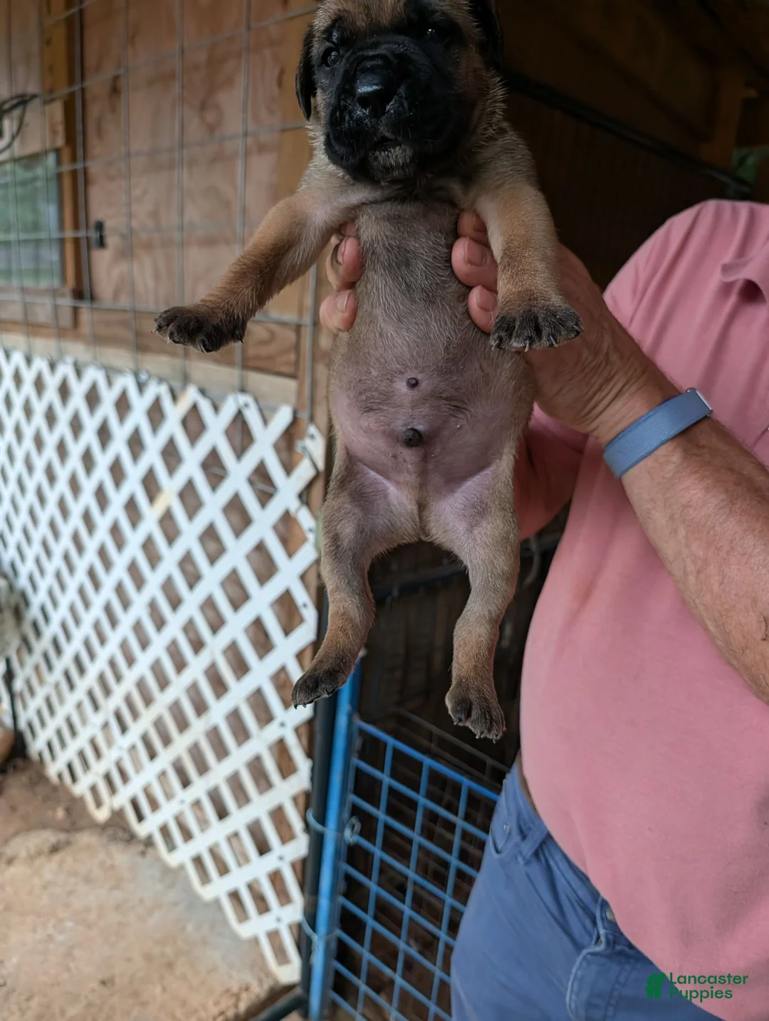 Cane Corso dogs for sale: Cane Corso 1 - Ad 2
