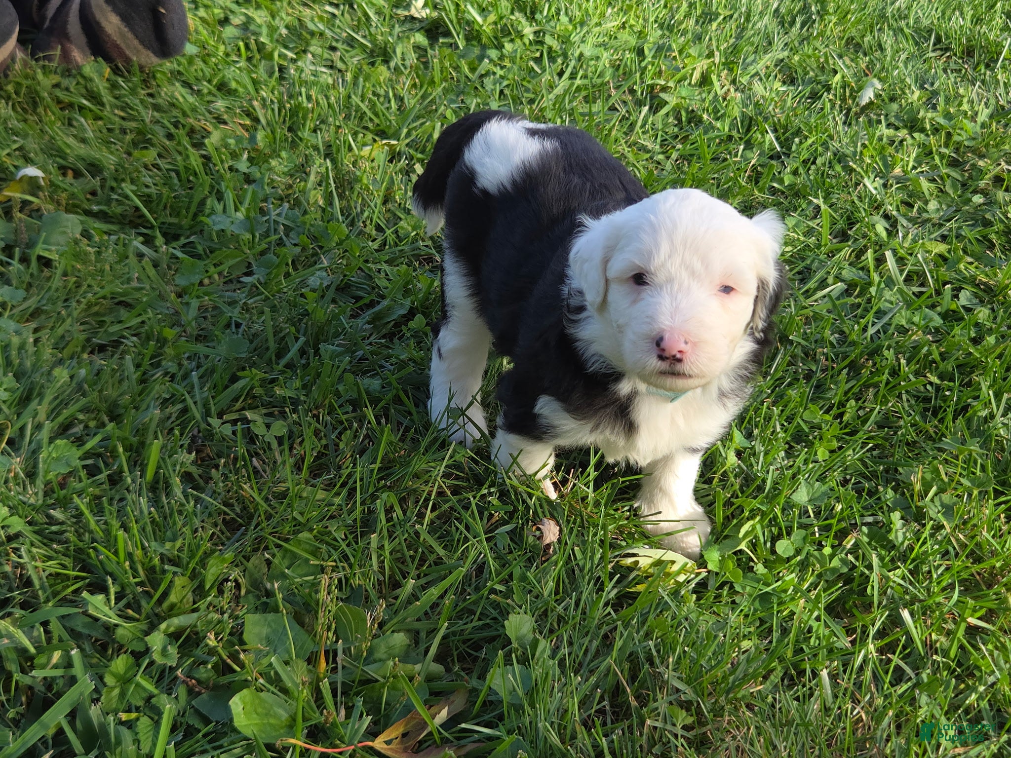 Coco (Sheepadoodle, Female) in Sinking Spring, PA
