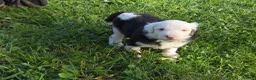 Sheepadoodle dogs for sale: Coco - Ad 1
