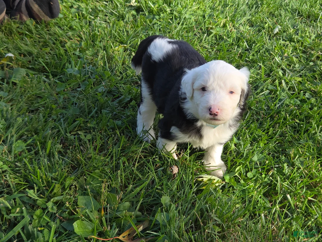 Sheepadoodle dogs for sale: Coco - Ad 1