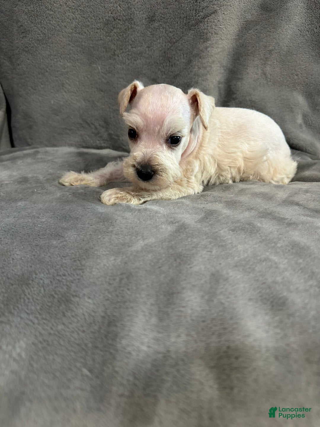 Miniature Schnauzer dogs for sale: Jack - Ad 2