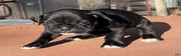 Boxer dogs for sale: Rosa AKC Seal Brindle Boxer - Ad 4